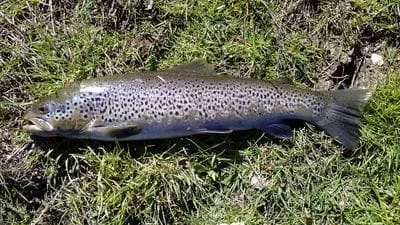 Bachforelle (Salmo trutta fario)