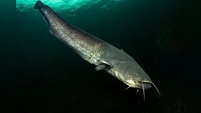 Wels (Silurus glanis)