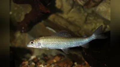 Äsche (Thymallus thymallus)