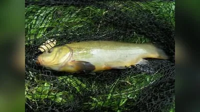 Schleie (Tinca tinca)